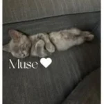 Muse@BL好きwebライター